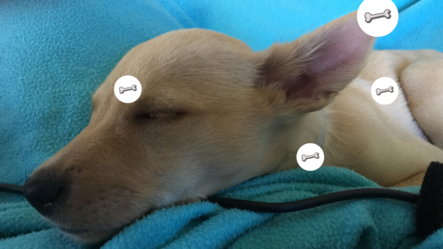 Sleeping Dog with hotspots overlaid